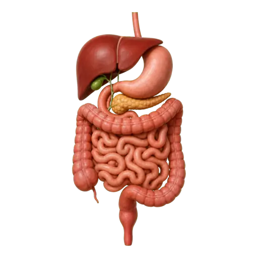 Realistic human digestive system